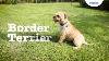 Border fine arts ALERT and READY. PATTERDALE Terrier. BRAND NEW Border Fine Arts